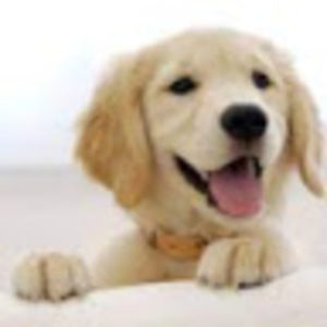 Meet your Posher, Alexa